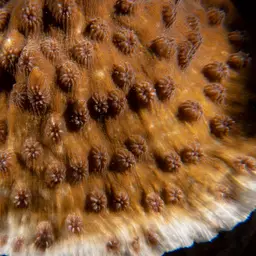 Hedgehog Coral, photo 4
