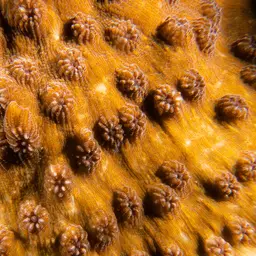 Hedgehog Coral, photo 5