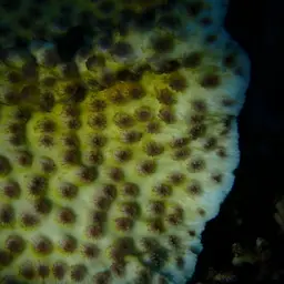 Hedgehog Coral, photo 6