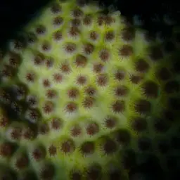 Hedgehog Coral, photo 7