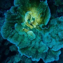 Hedgehog Coral, photo 1