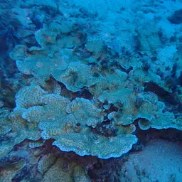 Hedgehog Coral, photo 8