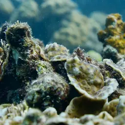 Hedgehog Coral, photo 9
