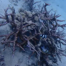 Hedgehog Coral, photo 10