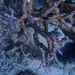 Hedgehog Coral, photo 11