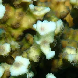 Hedgehog Coral, photo 12