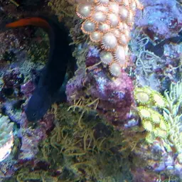 Bicolor Blenny