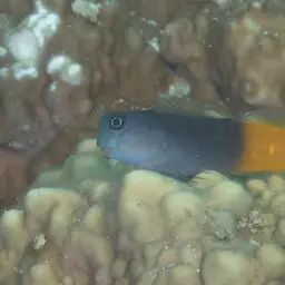 Bicolor Blenny, photo 2