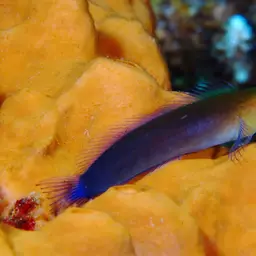 Bicolor Blenny, photo 3