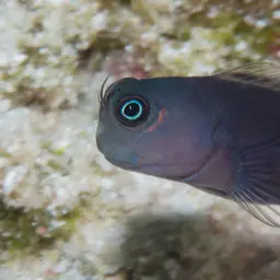 Bicolor Blenny, photo 4
