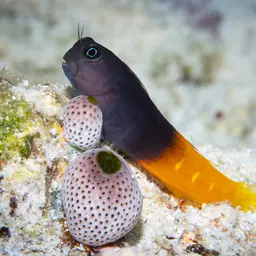 Bicolor Blenny, photo 5