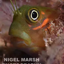 Bicolor Blenny, photo 6