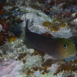 Bicolor Blenny, photo 7