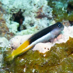 Bicolor Blenny, photo 8