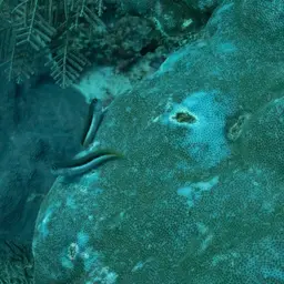 Bicolor Blenny, photo 9