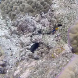 Bicolor Blenny, photo 10