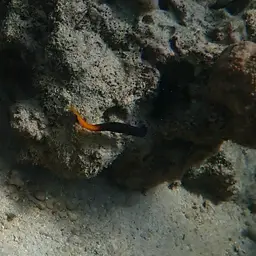 Bicolor Blenny, photo 11
