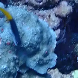 Bicolor Blenny, photo 12