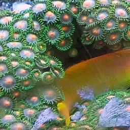Midas Blenny, photo 2