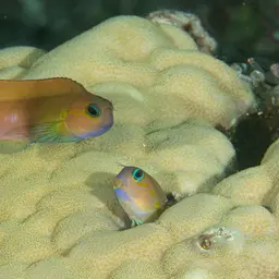 Midas Blenny
