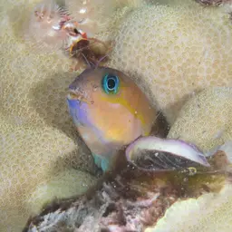 Midas Blenny, photo 3