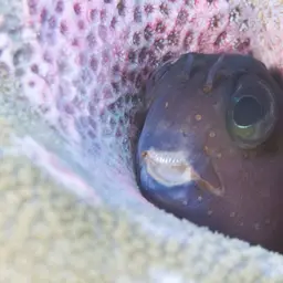 Midas Blenny, photo 4