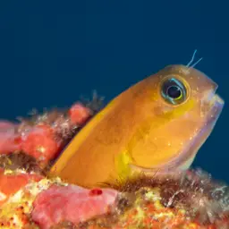 Midas Blenny, photo 5