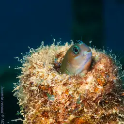 Midas Blenny, photo 6
