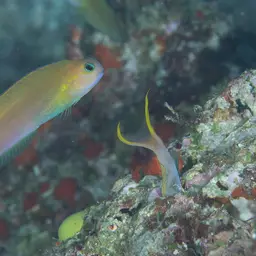 Midas Blenny, photo 7