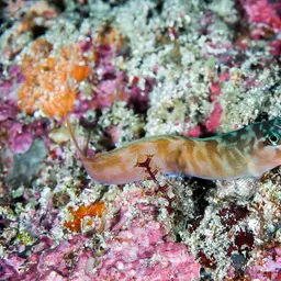 Midas Blenny, photo 8
