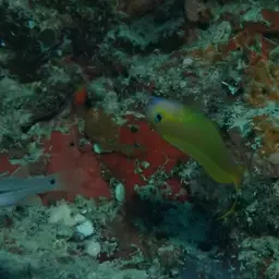 Midas Blenny, photo 9