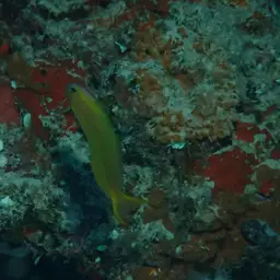 Midas Blenny, photo 10