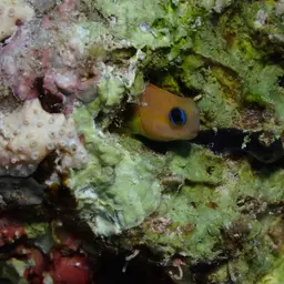 Midas Blenny, photo 11