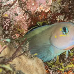 Midas Blenny, photo 12