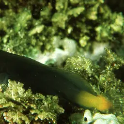 Black Combtooth Blenny