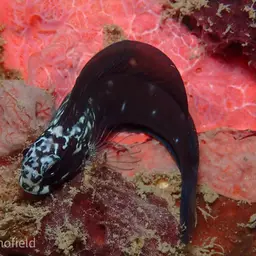 Black Combtooth Blenny, photo 2