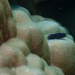 Black Combtooth Blenny, photo 3