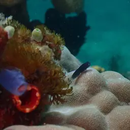 Black Combtooth Blenny, photo 4