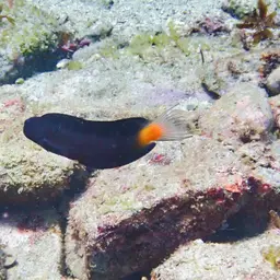 Black Combtooth Blenny, photo 5