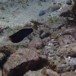 Black Combtooth Blenny, photo 6