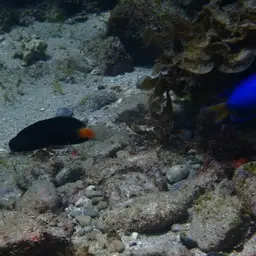 Black Combtooth Blenny, photo 7
