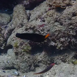 Black Combtooth Blenny, photo 8