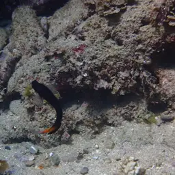 Black Combtooth Blenny, photo 9