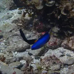 Black Combtooth Blenny, photo 10