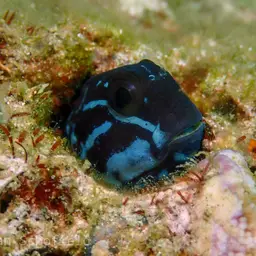 Black Combtooth Blenny, photo 11