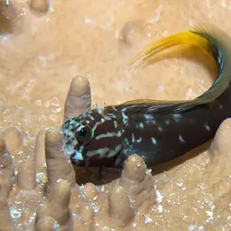 Black Combtooth Blenny, photo 12