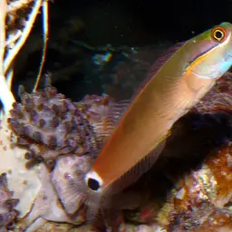 Tail-spot Combtooth Blenny