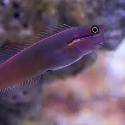 Tail-spot Combtooth Blenny, photo 2