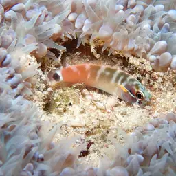 Tail-spot Combtooth Blenny, photo 3