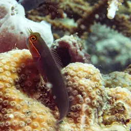 Tail-spot Combtooth Blenny, photo 4
